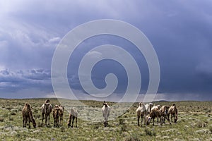 Camel Herd in Mongolia on steppe