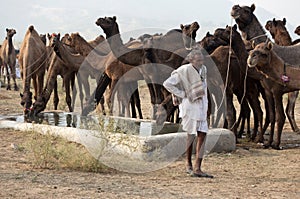 The camel herder