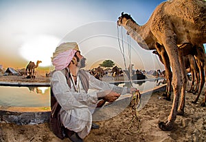 Camel herder