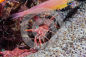 Camel hinge-beak shrimp or Dancing shrimp photo
