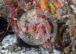 Camel hinge-beak shrimp or Dancing shrimp photo