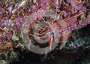 Camel hinge-beak shrimp or Dancing shrimp photo