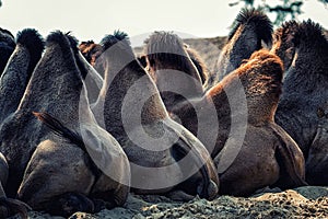 Camel Humps
