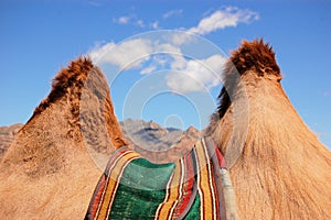 Camel Humps