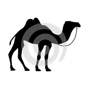 Camel icon. Camel Silhouette