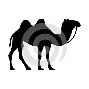 Camel icon. Camel Silhouette