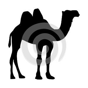 Camel icon. Camel Silhouette