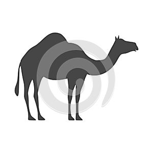 Camel icon silhouette, simple vector