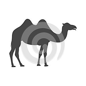 Camel icon silhouette, simple vector