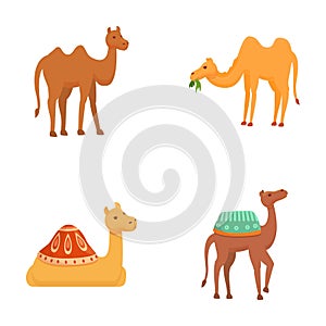 Camel icons set cartoon vector. Different type of cartoon camel