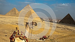 Camel infront of Giza pyramids . historical egypt pyramids lanscabe