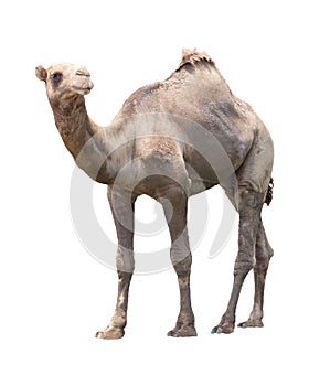 Camel isolated white