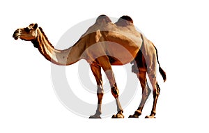 Camel isolated on a white background. Camelus dromedarius