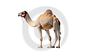Camel isolated on a white background. Camelus dromedarius