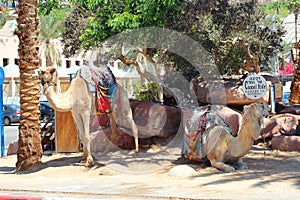 Camel in Israel