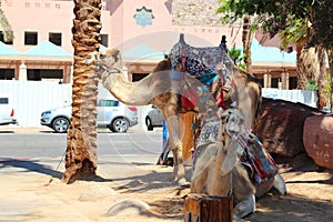 Camel in Israel
