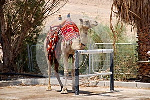 Camel in Israel kibbutz photo