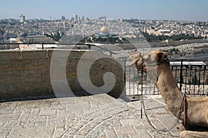 Camel and Jerusalem