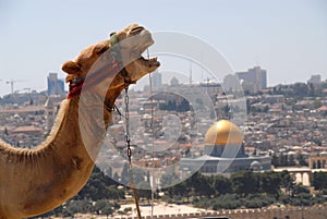 Camel in Jerusalem