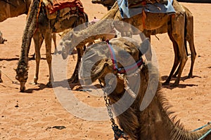 A camel in the Jordanian desert