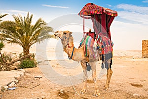 Camel in the Judean Desert