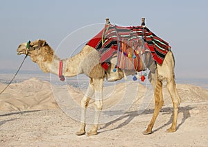 Camel in Judean Desert, Israel photo