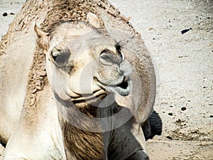 Camel Kamel