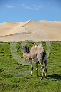 Gobi Desert in Mongolia