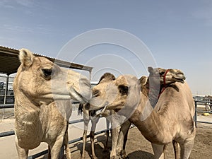 Camel Kiss - camel market scene in Qatar