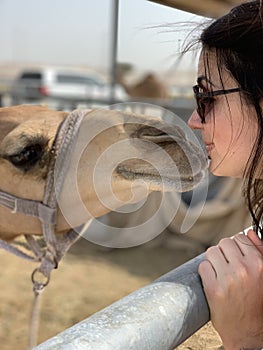 Camel Kiss - camel market scene in Qatar