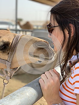 Camel Kiss - camel market scene in Qatar