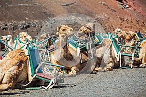 Camel in lanzarote in timanfaya ...