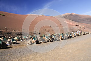 Camel in Lanzarote in timanfaya