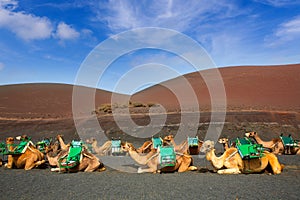 Camel in Lanzarote in timanfaya fire mountains photo