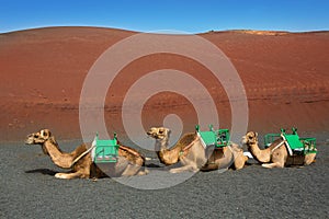 Camel in Lanzarote in timanfaya fire mountains photo