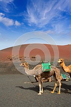 Camel in Lanzarote in timanfaya fire mountains