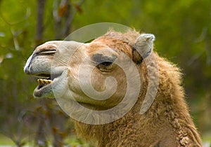 Camel Laughing