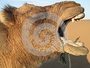 Camel Laughing