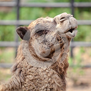 Camel laughing