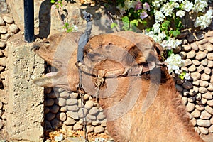 Camel lay down, camel is an ungulate bearing distinctive fatty deposits