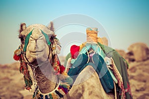 Camel lay with traditional Bedouin saddle in Egypt