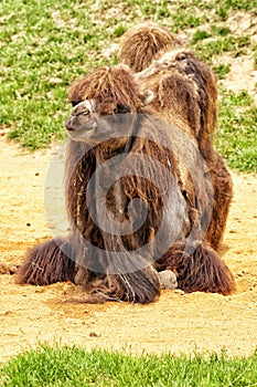 Camel laying on sandy ground