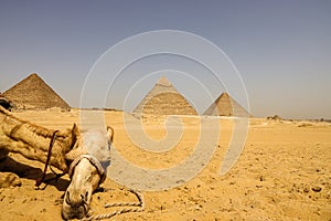 A camel lies on the desert sand in front of the Pyramids of Giza