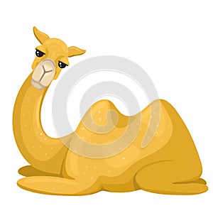 Camel lies on its paws. Looking forward, smiling. Vector character