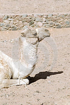 Camel lies on the sand.