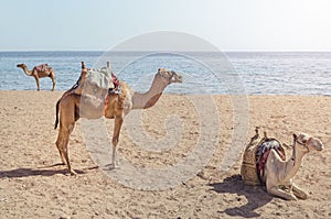 Camel lies on the sand.