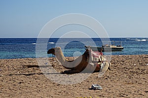 A camel lies on the shore of the Red Sea in the Gulf of Aqaba. Dahab, South Sinai Governorate, Egypt