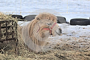 A camel lies on the snow in winter on hay. Extreme conditions. Adaptation