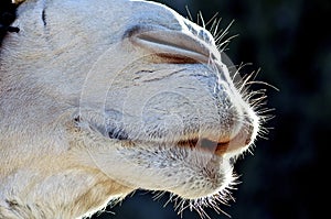 Camel lips