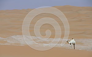 Camel in Liwa desert
